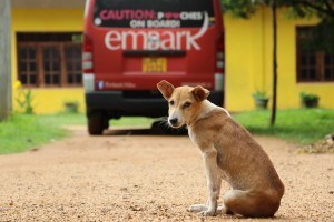 A rescued street dog