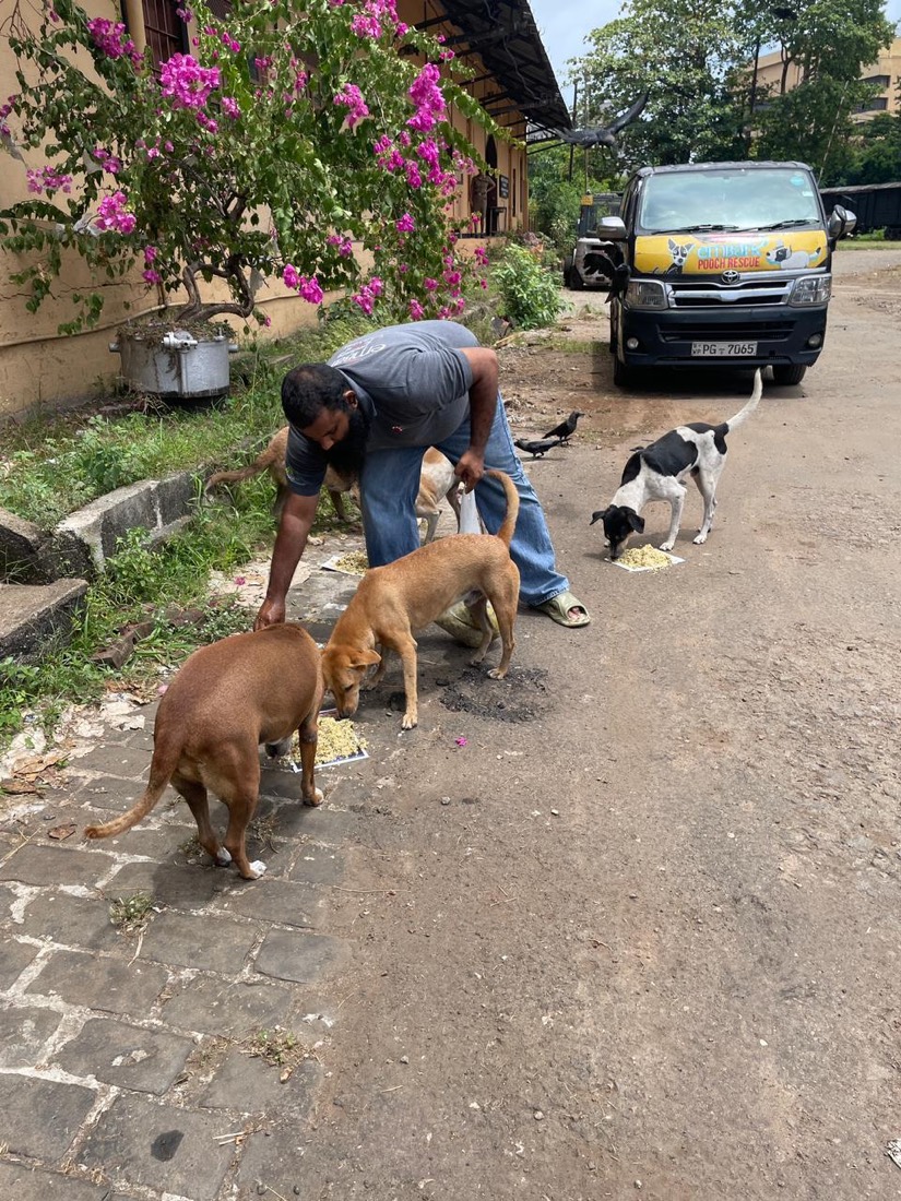 Embark's team on a community feeding round for street dogs